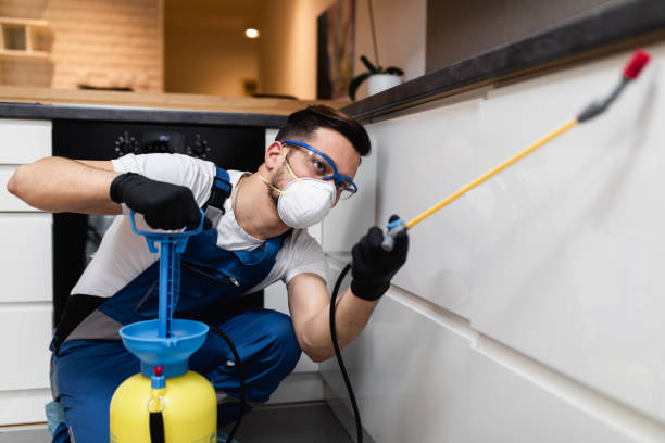 Best Flea Control Services  in Windsor, CO