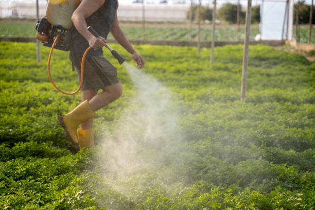 Best Pest Removal Services  in Windsor, CO