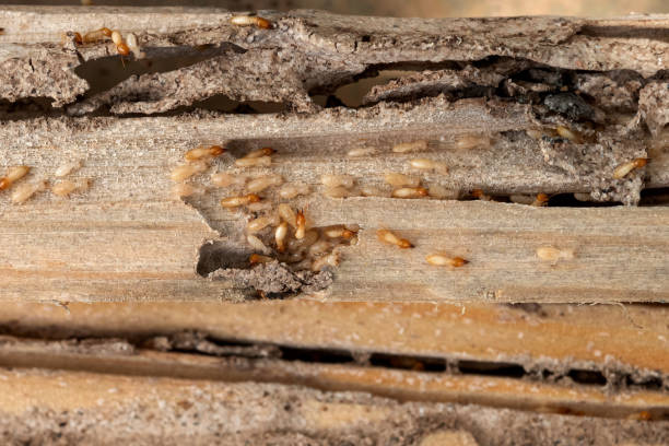 Pest Control for Restaurants in Windsor, CO