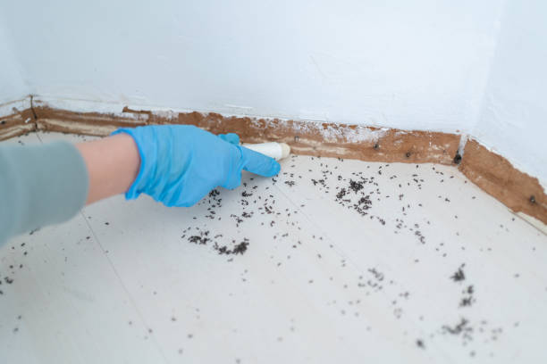 Best Wasp Removal Services  in Windsor, CO